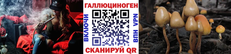 Купить где  Мурино  Псилоцибиновые грибы мицелий 